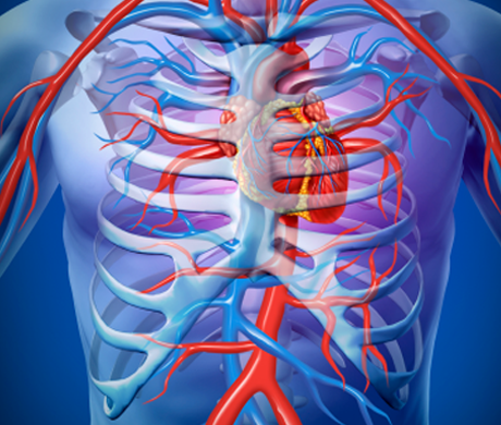 Apoyo Cardiovascular y Fortalecimiento Óseo